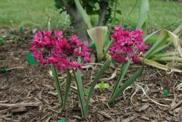 Allium oreophilumBerglook bestellen